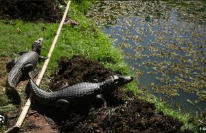 Bolivie : un avion atterrit dans un marais, les passagers survivent 36 heures au milieu des caïmans et des serpents