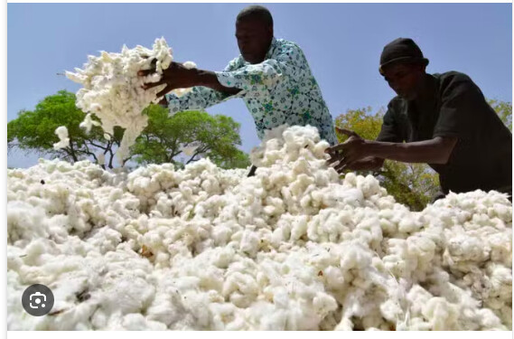 Deux cotonculteurs au Burkina Faso