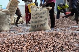 Côte d'Ivoire : l'Etat va acheter les stocks de cacao pour résoudre la crise