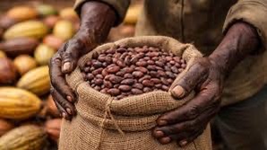 Industrie du cacao: quand le chocolat enrichit les multinationales et ruine l’Afrique