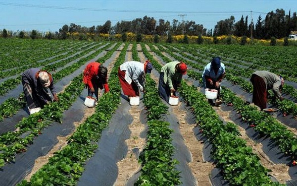 Financer l’agriculture africaine : l’urgence de la réforme face à la faim