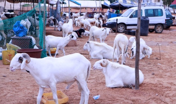 Tabaski : Dakar et Nouakchott travaillent sur la disponibilité et la livraison des moutons “dans de meilleures conditions” Tabaski : Dakar et Nouakchott travaillent sur la disponibilité et la livraison des moutons “dans de meilleures conditions”