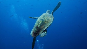 La Chine a découvert des "tortues espionnes" operant dans ses zones maritimes