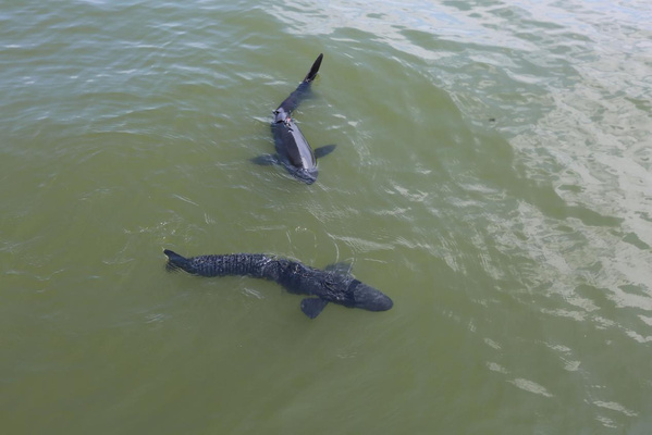 Des poissons robotiques biomimétiques dans le lac de l'Ouest, à Hangzhou, capitale de la province du Zhejiang (est de la Chine).