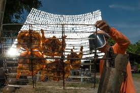 En Thaïlande, le poulet solaire devient populaire