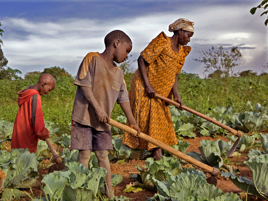 Agriculture en Afrique : un marché de 1000 milliards de dollars pour remplacer les mines par l’alimentaire (rapport)