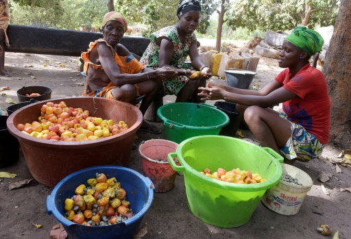 La Guinée-Bissau engrange les fruits d'un cajou mieux payé aux paysans