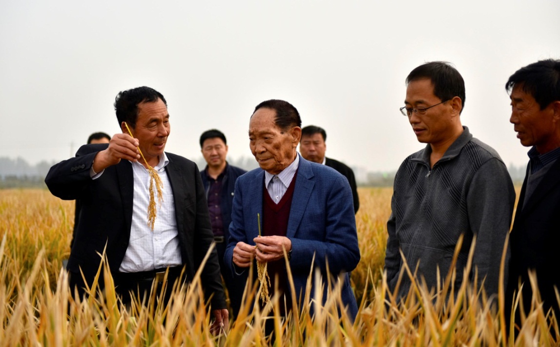 Yuan Longping, le « père du riz hybride » chinois (deuxième à partir de la gauche)