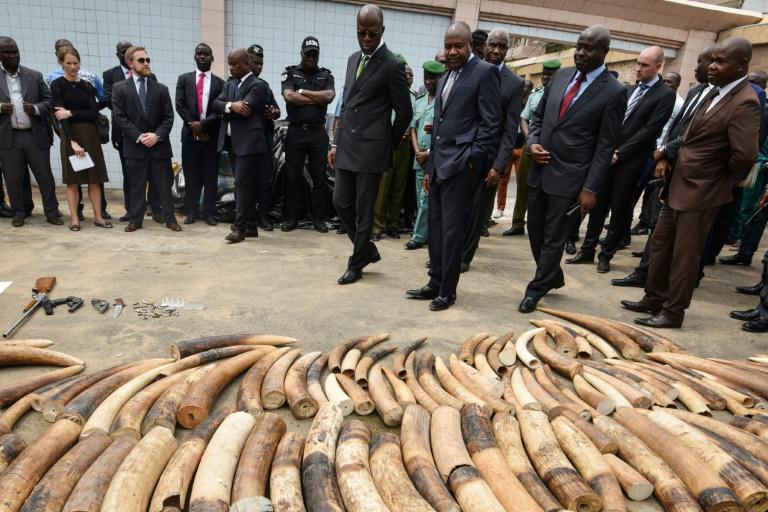 Côte d'Ivoire: saisie de 600 kg d'ivoire et 600 kg d'écailles de pangolin (police)