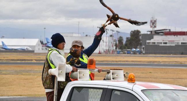 Sur l'aéroport de Mexico, des faucons pèlerins veillent à la sécurité des vols