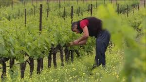 L'agriculture bio progresse en France, les céréales à la traîne