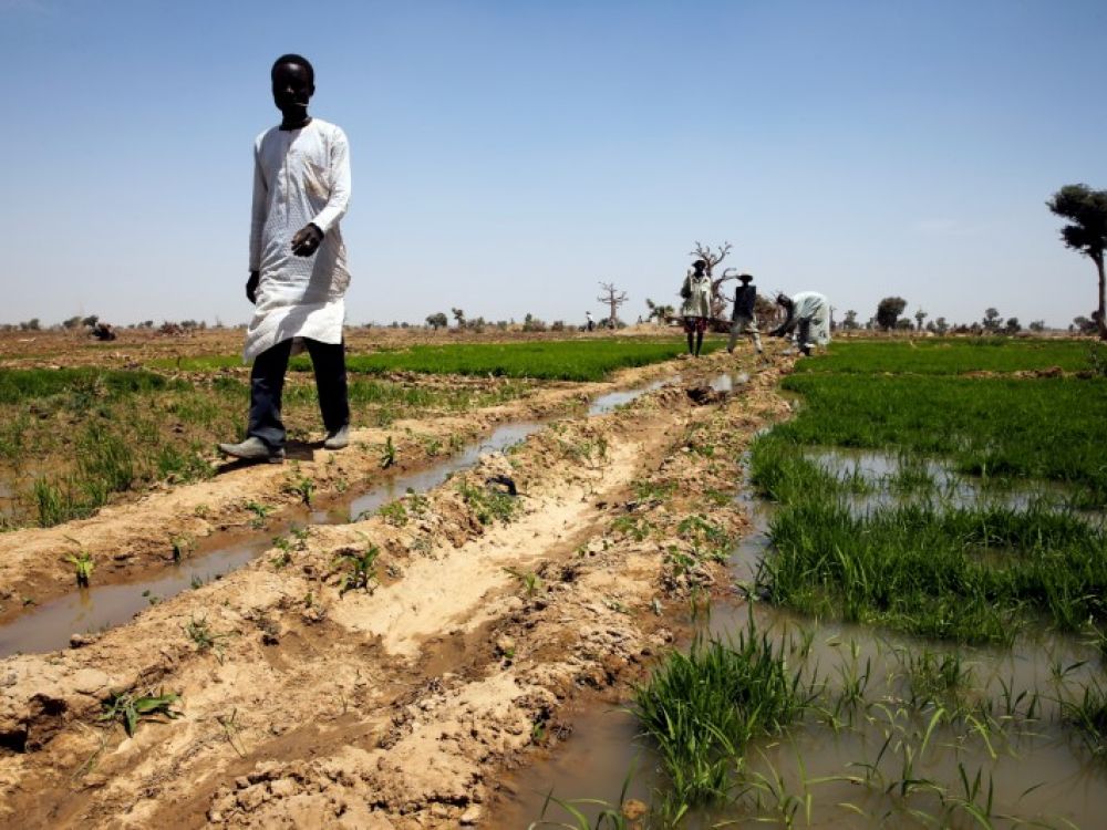 Nigeria: Le conflit fermiers-bergers fait des milliers de déplacés