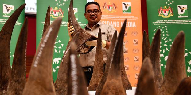 Malaisie : saisie record de cornes de rhinocéros