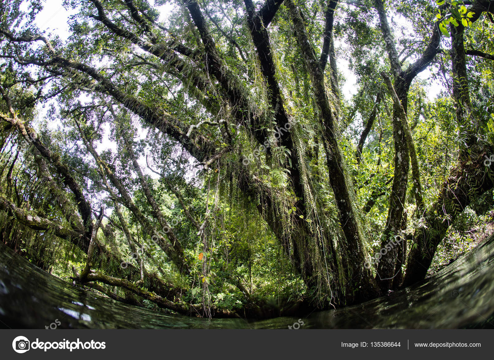 Paradis perdu : Comment la Chine peut aider les Îles Salomon à protéger ses forêts