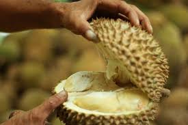 L'appétit chinois pour le durian menace les forêts de Malaisie