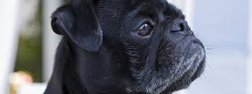 Allemagne : un chien saisi et vendu aux enchères pour éponger les dettes de ses maîtres