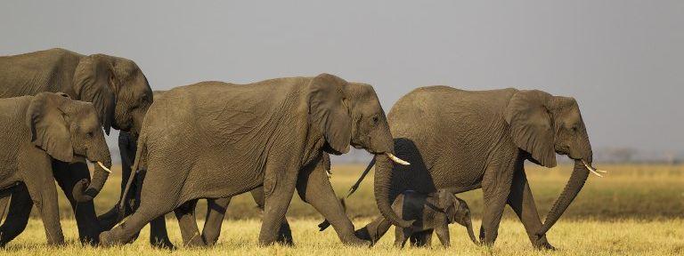 Le Botswana rétablit la chasse à l'éléphant