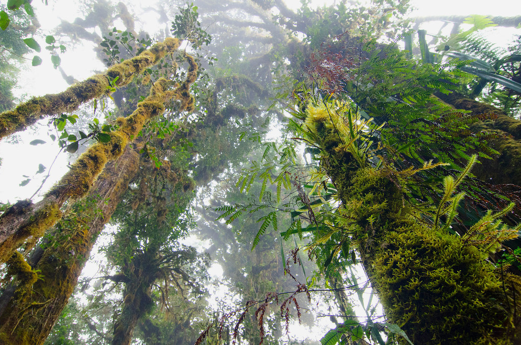 Forêts : la FAO et le FEM s'associent pour rendre les données forestières plus transparentes