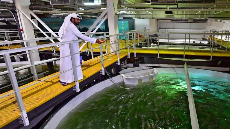 Un beau milieu du désert, des saumons "made in Dubaï"