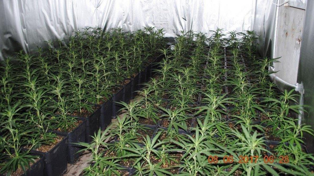 Californie: 85.000 vieilles condamnations liées au cannabis vont être effacées