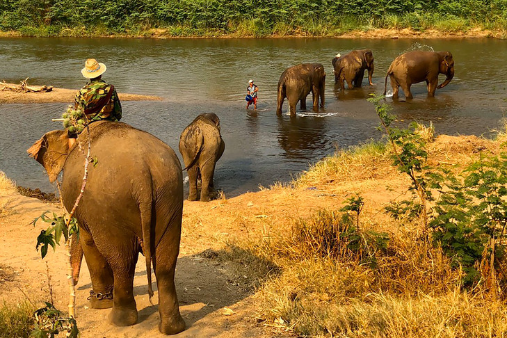 Coronavirus: 2 000 "éléphants à touristes" en chômage en Thaïlande