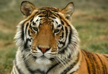 Coronavirus : Un tigre dénommé Nadia testé positif à New York