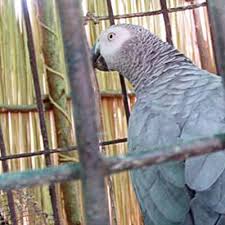 Au Cameroun, un centre protège des perroquets jaco saisis aux trafiquants