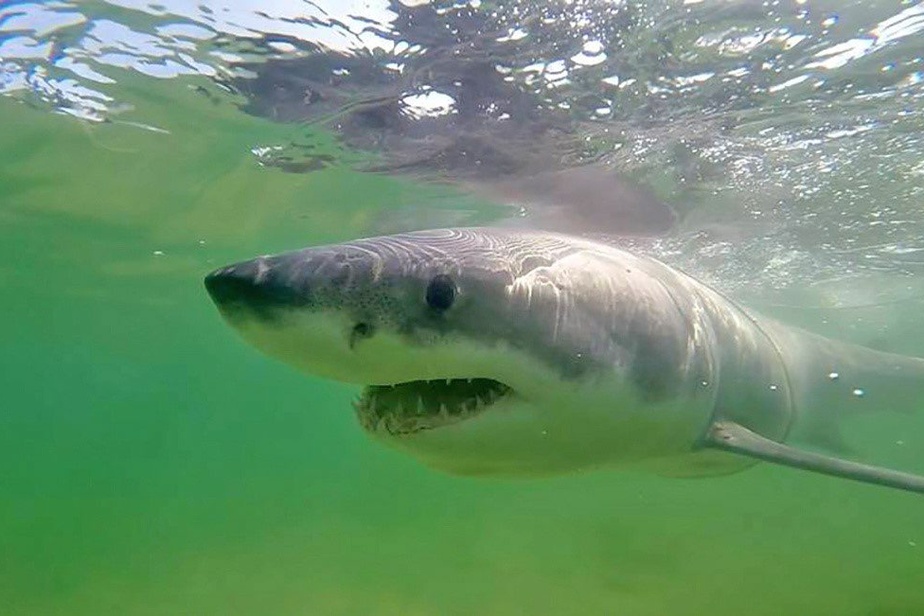 Australie: un homme tué par un requin