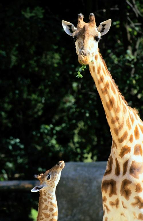 Niger : la réserve des girafes menacée, après une attaque jihadiste