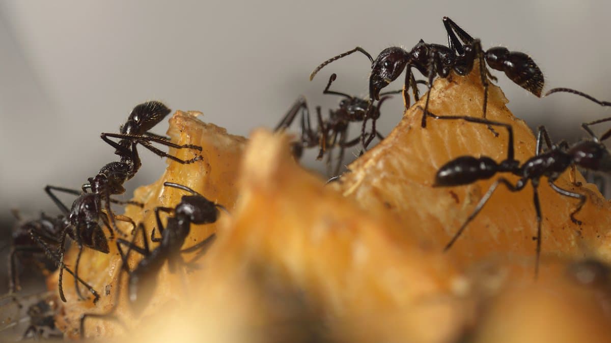Des fourmis adaptent leur comportement pour contourner un risque