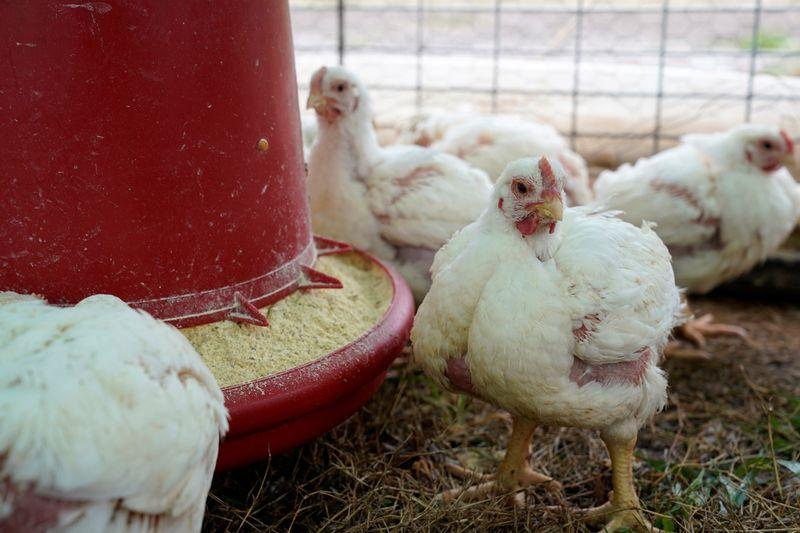 Grippe aviaire: après la Corse, un foyer près de Paris