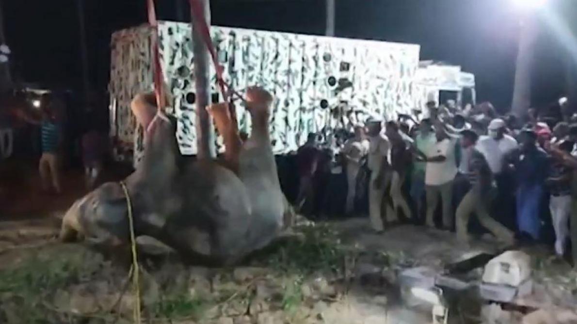 Inde : un éléphant tombé dans un puits a été sauvé