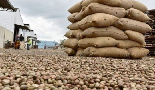 Ziguinchor : la filière anacarde a généré 22 milliards de FCFA en 2020