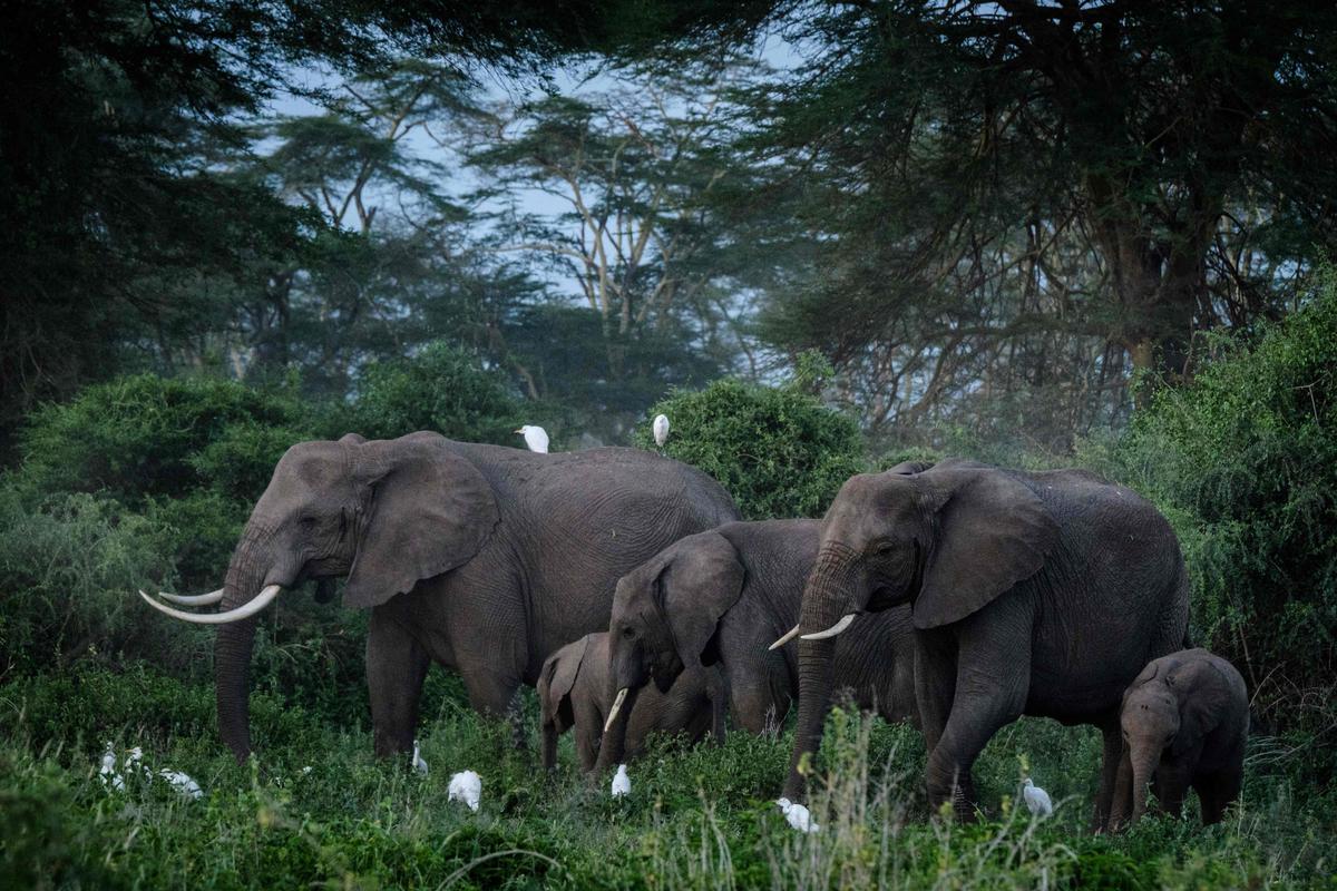 L'éléphant d'Afrique désormais en danger d'extinction, selon l'UICN