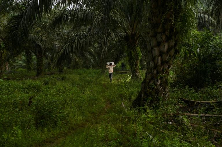 Sous les tropiques, l’appétit des pays riches accélère la déforestation