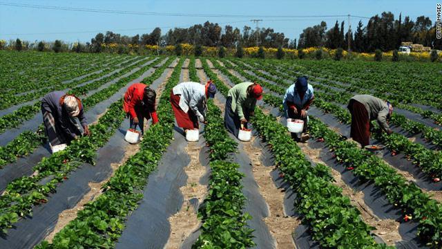 Une plateforme de conseils agricoles mise en place au profit de 84.000 producteurs sénégalais