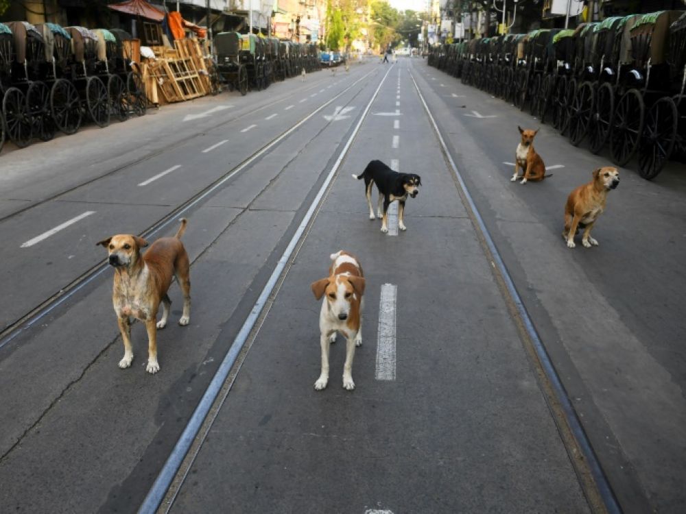 Les rues de Delhi désertées, les chiens prennent le pouvoir
