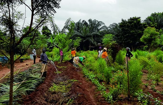 Un demi-milliard d’Africains menacés d’insécurité alimentaire par les maladies des plantes agricoles