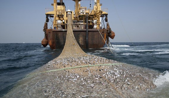 Pêche intensive en Afrique de l’Ouest : l’ampleur véritable du pillage des Européens et des Asiatiques