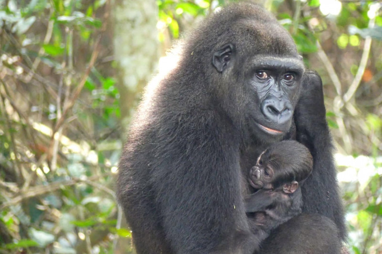 Un bébé gorille né en milieu naturel de deux parents réintroduits au Gabon