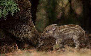 ITALIE: la vente de sangliers d’une résidence du président fait polémique