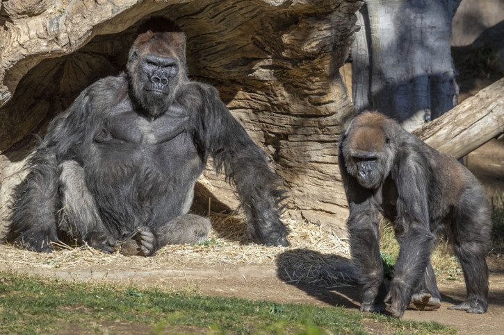 Illustration (Zoo d'Atlanta)