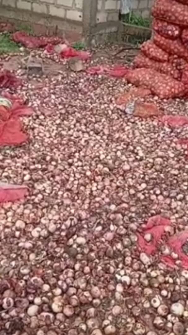 Une des images reçues du paysan Badiane et montrant une partie de sa production en souffrance à Diender.