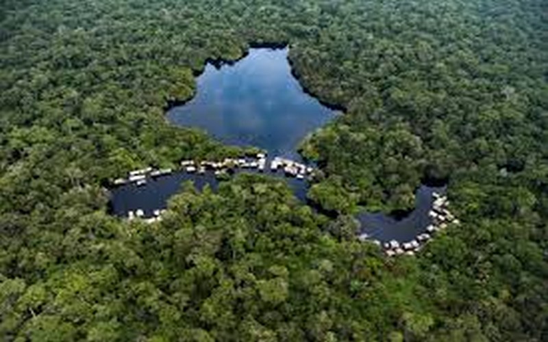 La forêt d'Afrique centrale, "deuxième poumon vert de la planète", en danger