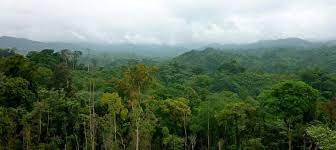 Timby, ou la technologie en appui au suivi des forêts du bassin du Congo