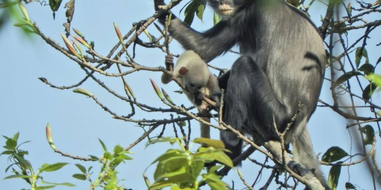 FAUNE - 100 nouvelles espèces découvertes en Birmanie en 10 ans