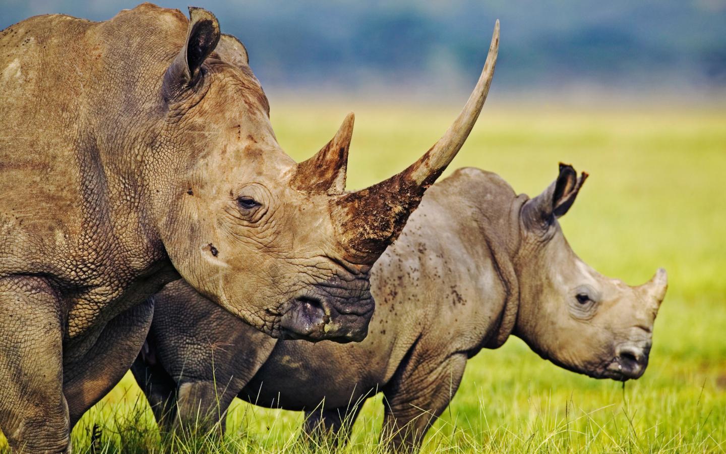 Des « Rhino Bonds » de la Banque mondiale pour sauver les rhinocéros d'Afrique du Sud