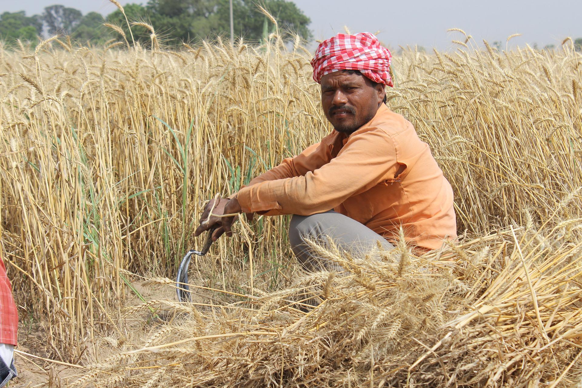 L'Inde interdit les exportations de blé