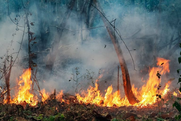 L'Amazonie brûle à la "nouvelle frontière de la déforestation"