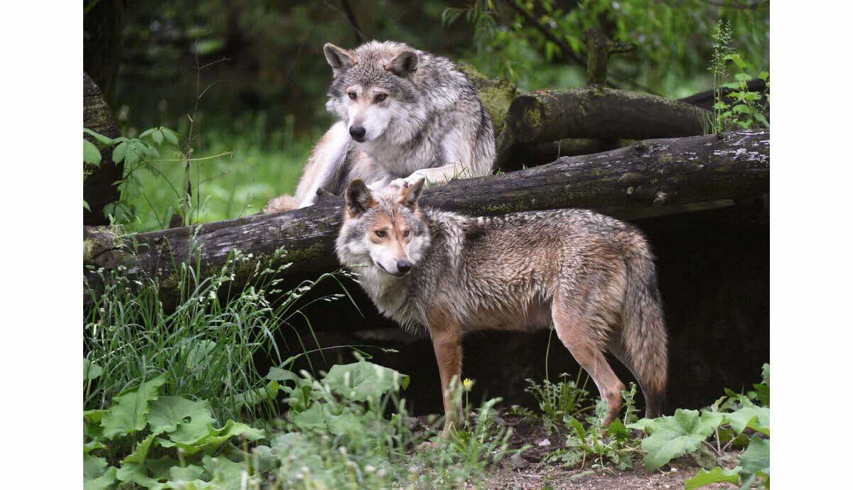 Dans le massif du Vercors, on hurle avec les loups pour les débusquer